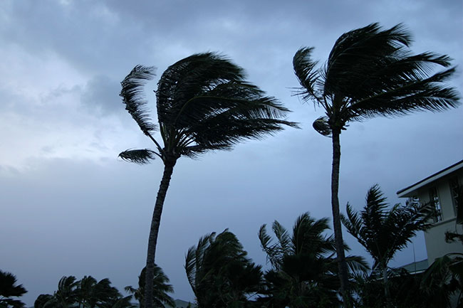 Tropical Strom Palm Trees in wind
