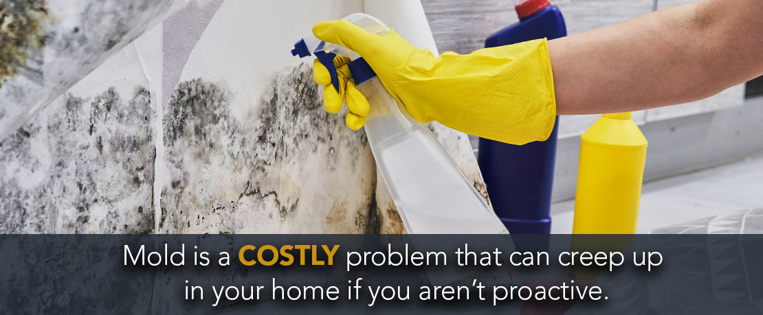 BLOG_Mold is a costly problem that can creep up in your home if you arent proactive